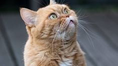 Las frutas que hacen que un gato se de media vuelta y salga corriendo según los expertos. Las frutas que hacen que un gato se de media vuelta y salga corriendo según los expertos.