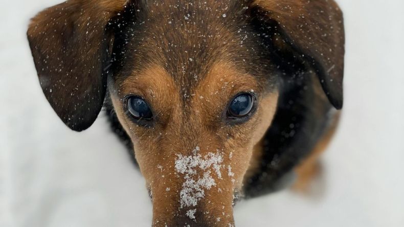  Los expertos en cuidado animal compartieron recomendaciones para asegurar la protección adecuada frente a las condiciones climáticas adversas.  