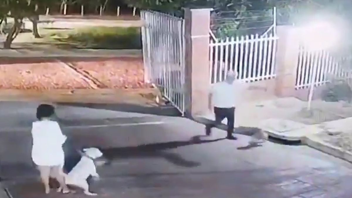 Video: un pitbull mató a una perrita yorkie en un feroz ataque