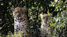 El pequeño cachorro es el primero en nacer en décadas en el Chaco Seco argentino. El pequeño cachorro es el primero en nacer en décadas en el Chaco Seco argentino.