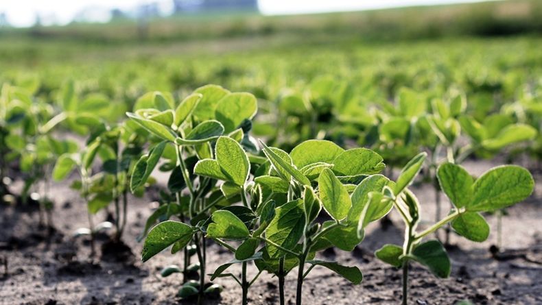 La Bolsa de Cereales de Buenos Aires (BCBA) recortó la estimación de producción de soja en 3 millones de toneladas.