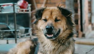 Esta fecha pone en primer plano la diversidad y el encanto único de los perros mestizos, resaltando sus cualidades y su enorme capacidad para dar amor. &nbsp;