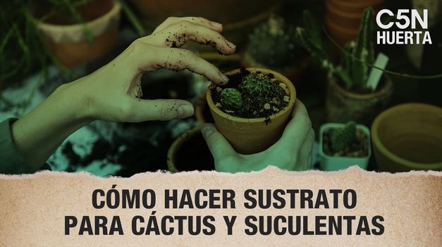 C5N | Cómo hacer un sustrato fácil y económico para cactus y suculentas