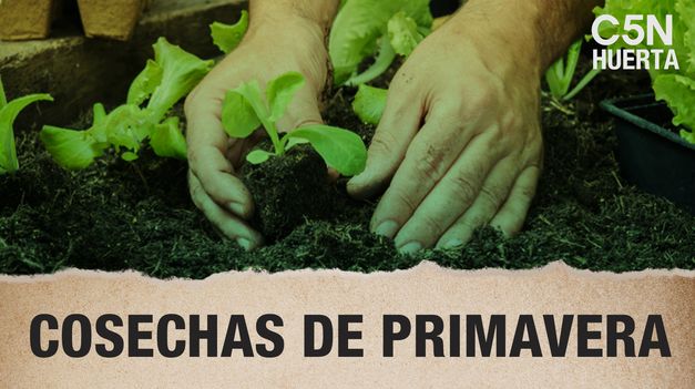 C5N | HUERTA: cómo CUIDAR tu COSECHA de PRIMAVERA