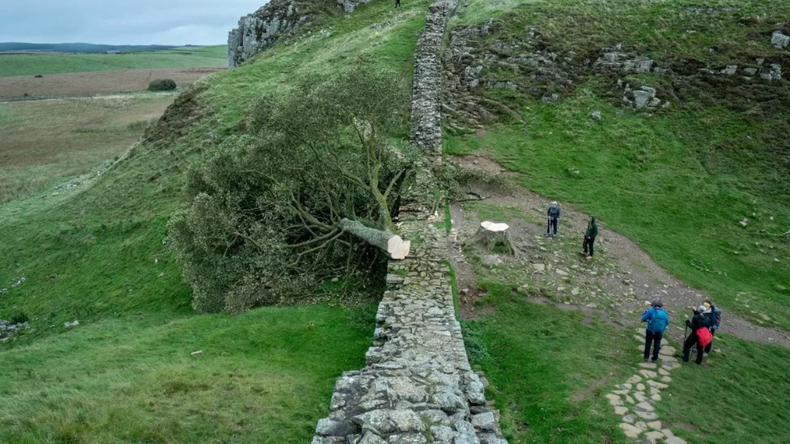El árbol tomó más popularidad al salir en la película Robin Hood: príncipe de los bandidos en 1991.