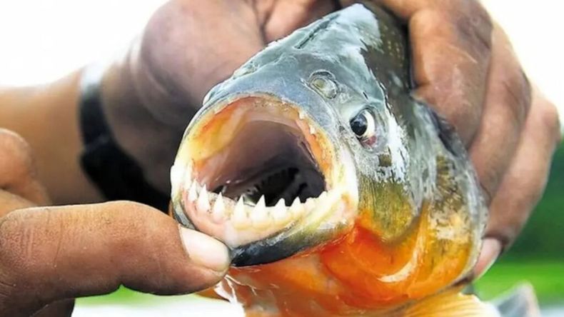 Se registraron más de 40 personas atacadas por palometas en el Paraná.&nbsp;
