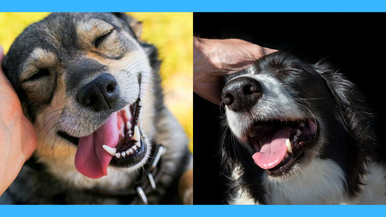 Por qué acariciar a tu perro mejora tu salud mental.