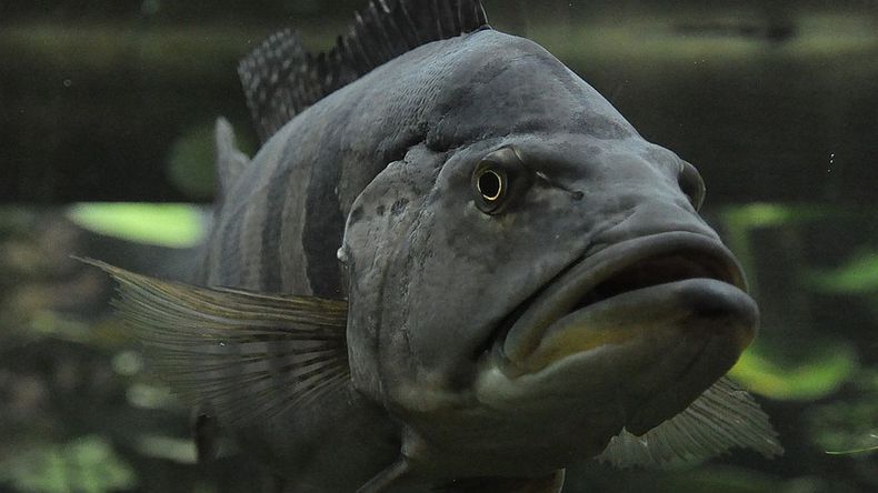 Quiso alimentarlo y un pez gigante casi le devora el brazo