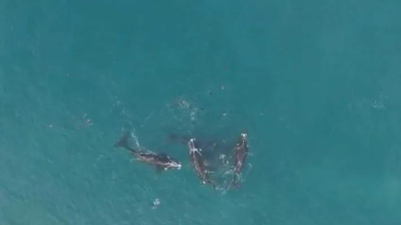 Aparecieron ballenas australes en la costa de Necochea.