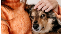 Graban el espíritu de un perro que se despide de su dueña después de morir y se vuelve viral Graban el espíritu de un perro que se despide de su dueña después de morir y se vuelve viral