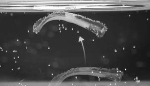 Los bioactuadores inventados por el equipo del Laboratorio de Robótica Blanda de la ETH en Zúrich, Suiza.