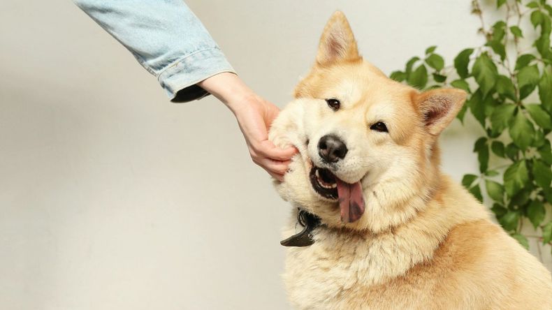 El impulso de acariciar a un animal, especialmente en situaciones espontáneas como cruzarse con un perro en la calle, puede parecer una acción simple.  