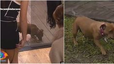 Nueva integrante en Gran Hermano: la reacción de los chicos cuando encontraron a Tapita, ¡una perra! Nueva integrante en Gran Hermano: la reacción de los chicos cuando encontraron a Tapita, ¡una perra!