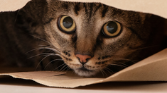 Cómo hacer para que tu gato confíe en vos si sufrió en el pasado. Cómo hacer para que tu gato confíe en vos si sufrió en el pasado.