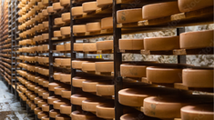 Insólito: en italiano murió aplastado por una avalancha de 25.000 hormas de quesos Insólito: en italiano murió aplastado por una avalancha de 25.000 hormas de quesos