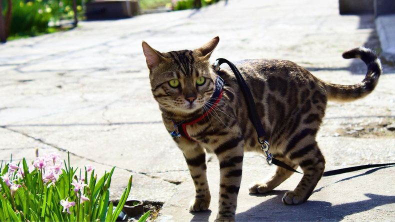 Los que practican este tipo de paseo defienden la idea argumentando que es una forma de ofrecerles a los gatos una experiencia más enriquecedora fuera de su hogar