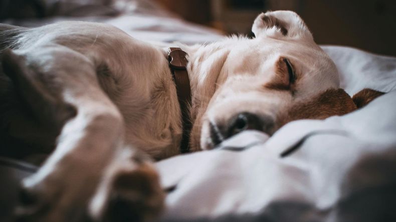 Diversos estudios demostraron que al convivir con perros llegamos a compartir parte de nuestra flora bacteriana con ellos.