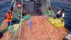 Crisis en el sector pesquero: la captura del langostino se paraliza por altos costos y bajos precios internacionales Crisis en el sector pesquero: la captura del langostino se paraliza por altos costos y bajos precios internacionales