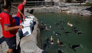 Los pingüinos iban a ser vendidos para pagar deudas.