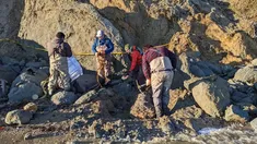 hallazgo increible: encontraron el fosil de un craneo de ballena de hace 12 millones hallazgo increible: encontraron el fosil de un craneo de ballena de hace 12 millones