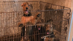 Entre los animales maltratados había cachorros, hembras adultas y machos jóvenes y adultos. Entre los animales maltratados había cachorros, hembras adultas y machos jóvenes y adultos.