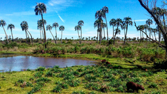 El Palmar destaca por sus palmares y fauna típica del litoral argentino. El Palmar destaca por sus palmares y fauna típica del litoral argentino.