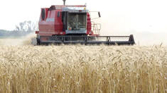 El trigo superó las expectatvas.