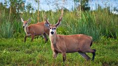 Parque Nacional Ciervo de los Pantanos Parque Nacional Ciervo de los Pantanos