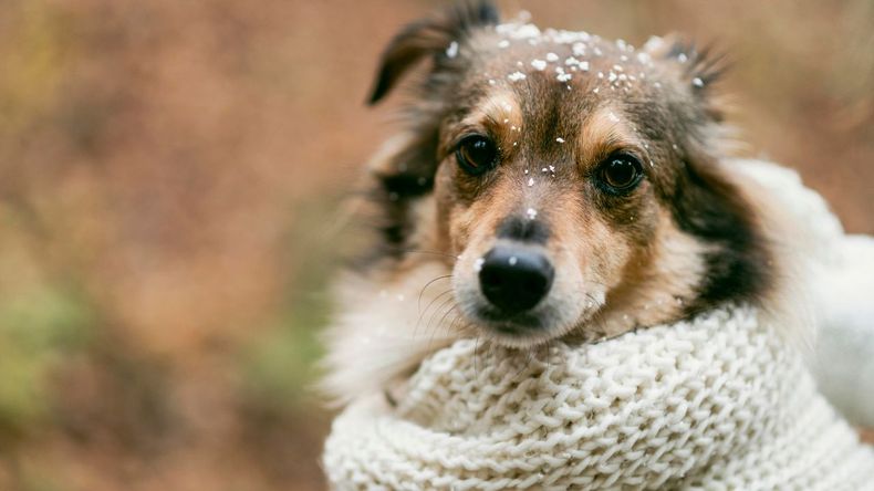El mayor peligro es el frío húmedo. Si la ropa se moja por lluvia, nieve o humedad y no se seca rápidamente, en lugar de proteger, enfría aún más al perro. 