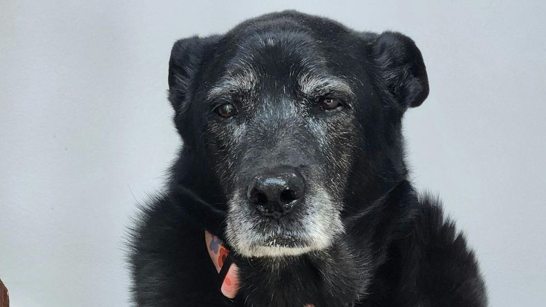 Esta relación cercana tiene un impacto positivo en el bienestar emocional, ya que compartir la vida con un animal doméstico puede reducir el estrés, aliviar la soledad y fomentar rutinas saludables