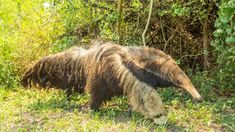 Un oso hormiguero apareció en Brasil y habría migrado desde Argentina. Un oso hormiguero apareció en Brasil y habría migrado desde Argentina.