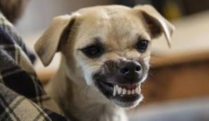 Un estudio reciente de la facultad de Medicina de la Universidad de Harvard revela algunos consejos para tener cuidado con los ataques agresivos de los perros dentro del hogar.