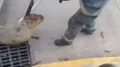 Video así rescataban al carpincho de una alcantarilla en la Ciudad. Video así rescataban al carpincho de una alcantarilla en la Ciudad.