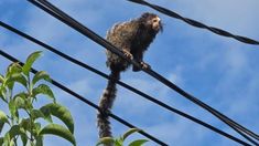 Un mono tití orejas de pincel fue rescatado en Córdoba Capital. Un mono tití orejas de pincel fue rescatado en Córdoba Capital.