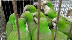 Gripe del loro: murió uno de los internados por la enfermedad.