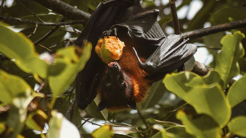 La mayoría de estas especies son inofensivas y cumplen un rol ecológico importante, pero su manipulación puede implicar riesgos sanitarios, ya que la rabia es una enfermedad que puede transmitirse por mordedura