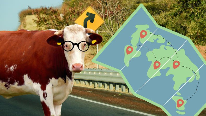 Video: le preguntan a una vaca que camino tomar y la respuesta se volvió viral&nbsp;