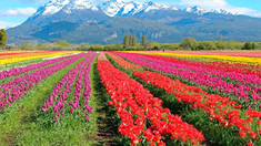 Campo de Tulipanes de Trevelin ubicado en la provincia de Chubut. Campo de Tulipanes de Trevelin ubicado en la provincia de Chubut.