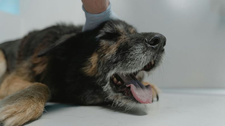 Para quienes tienen perros, estos animales no solo son compañeros leales, sino también una fuente constante de afecto y bienestar, al punto de formar parte esencial del hogar.
