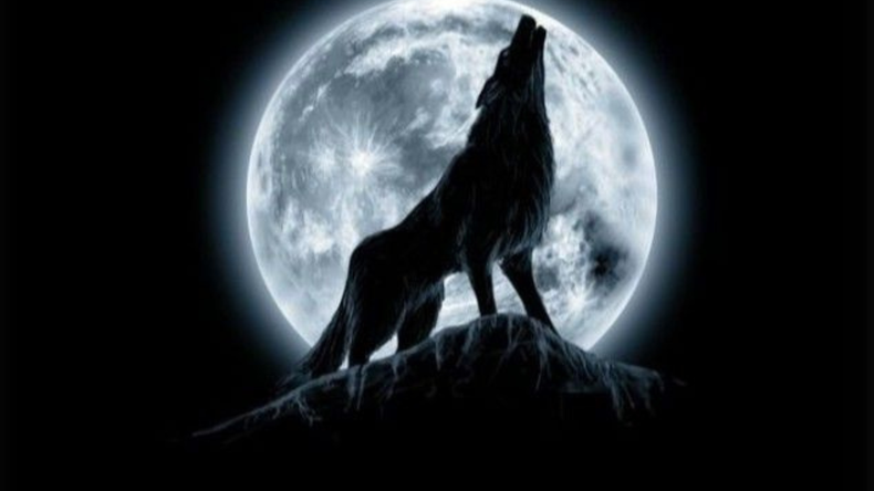 Lobo (Wolf en su idioma original) se estrenó en los cines el 3 de diciembre de 2021 y en Netflix está disponible desde el miércoles 14 de agosto pasado.