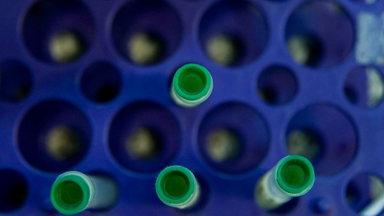 Comenzaron los ensayos clínicos de fase 2/3 de la vacuna argentina contra el coronavirus.