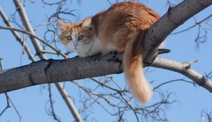 La llave para entender cómo los gatos sobreviven a caídas tan altas está en su diseño anatómico y su reflejo.