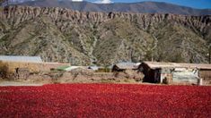 Payogasta, el pueblo del impactante piso rojo, Payogasta, el pueblo del impactante piso rojo,