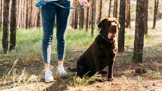 Esta es la peor hora para pasear al perro durante la época invernal.