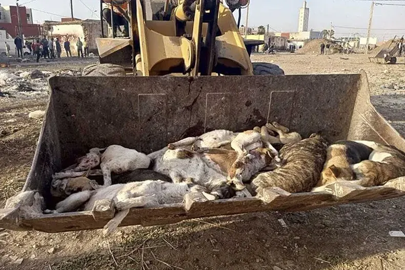 La sobrepoblación canina y sus enfermedades son un caos en Marruecos.