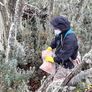 Operativo de captura de roedores en Ushuaia, capital de Tierra del Fuego, Antártida e Islas del Atlántico Sur. Operativo de captura de roedores en Ushuaia, capital de Tierra del Fuego, Antártida e Islas del Atlántico Sur.