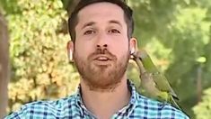 Un loro se apoyó en uno de sus hombros, le robó los auriculares y se escapó. Un loro se apoyó en uno de sus hombros, le robó los auriculares y se escapó.