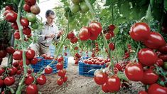 Inflación de abril: cuáles fueron los alimentos que más aumentaron Inflación de abril: cuáles fueron los alimentos que más aumentaron