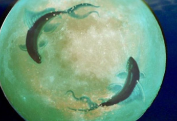 El eclipse lunar en Piscis marcará un momento de cambios, cierres y nuevas decisiones para los 12 signos del zodíaco.