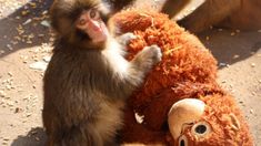 El monito adoptó al peluche como su madre postiza. El monito adoptó al peluche como su madre postiza.